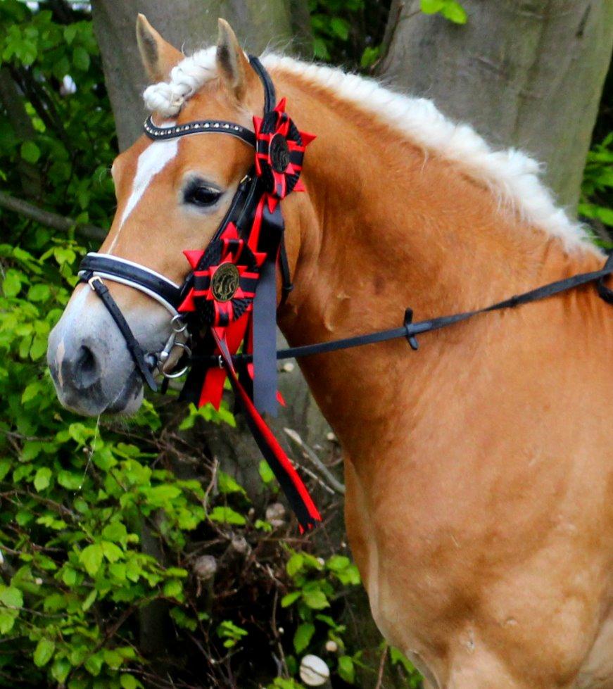 Tyroler Haflinger Stallone af Elghuset *AVLSHINGST* - Stallone's første stævne! <3 billede 7