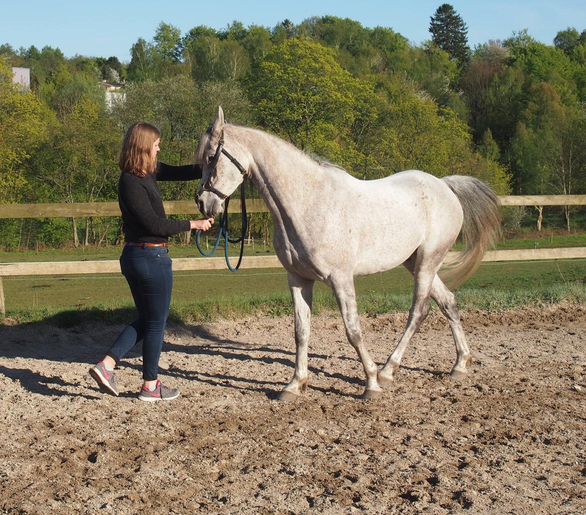 Arabisk fuldblod (OX) Kamal Al Hayat - Renvers fra jorden på højre hånd. Det går fremad! :D Maj 2015 billede 9