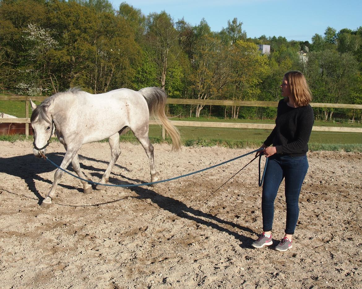 Arabisk fuldblod (OX) Kamal Al Hayat - Longering - Maj 2015 billede 4