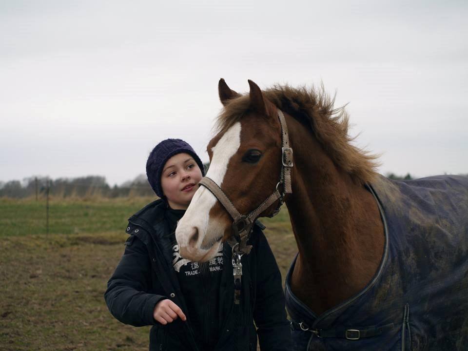 Hollandsk Sportspony U-Peter (Jupeter) billede 9