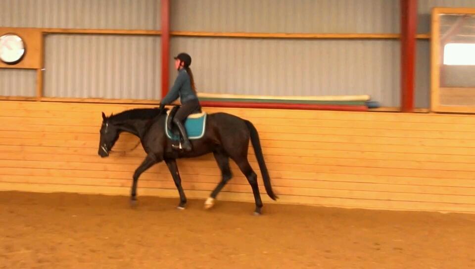 Dansk Varmblod ZACKO billede 35