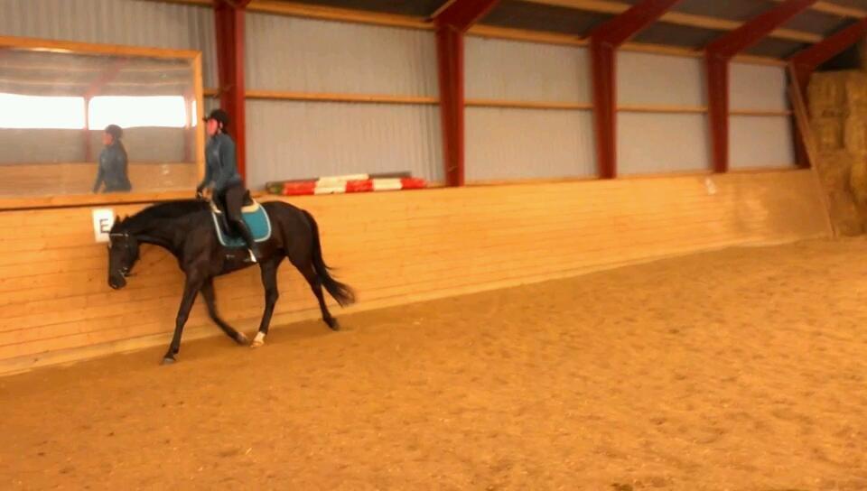 Dansk Varmblod ZACKO billede 36