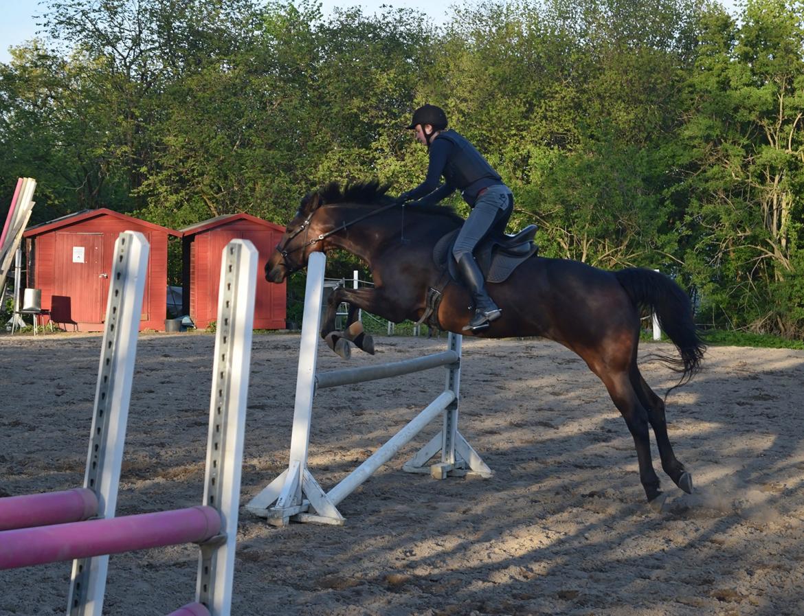 Anden særlig race Jasmindine Dandy billede 12