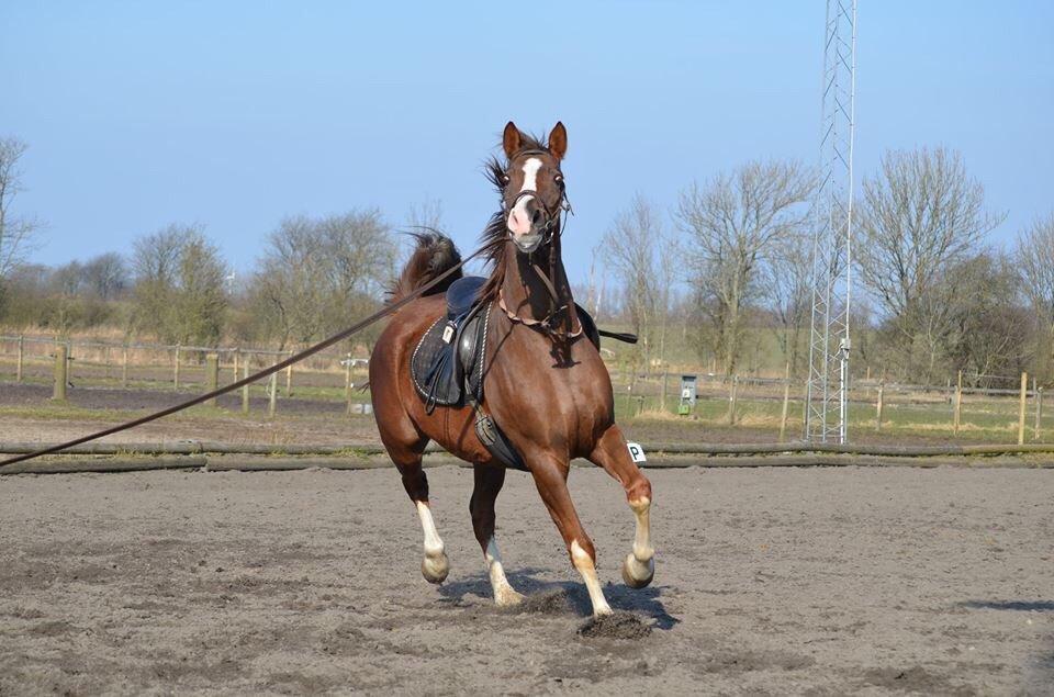 Anden særlig race Storm billede 5