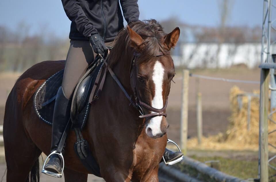 Anden særlig race Storm - Velkommen til Storms profil. Smid gerne en kommentar og en bedømmelse. billede 1