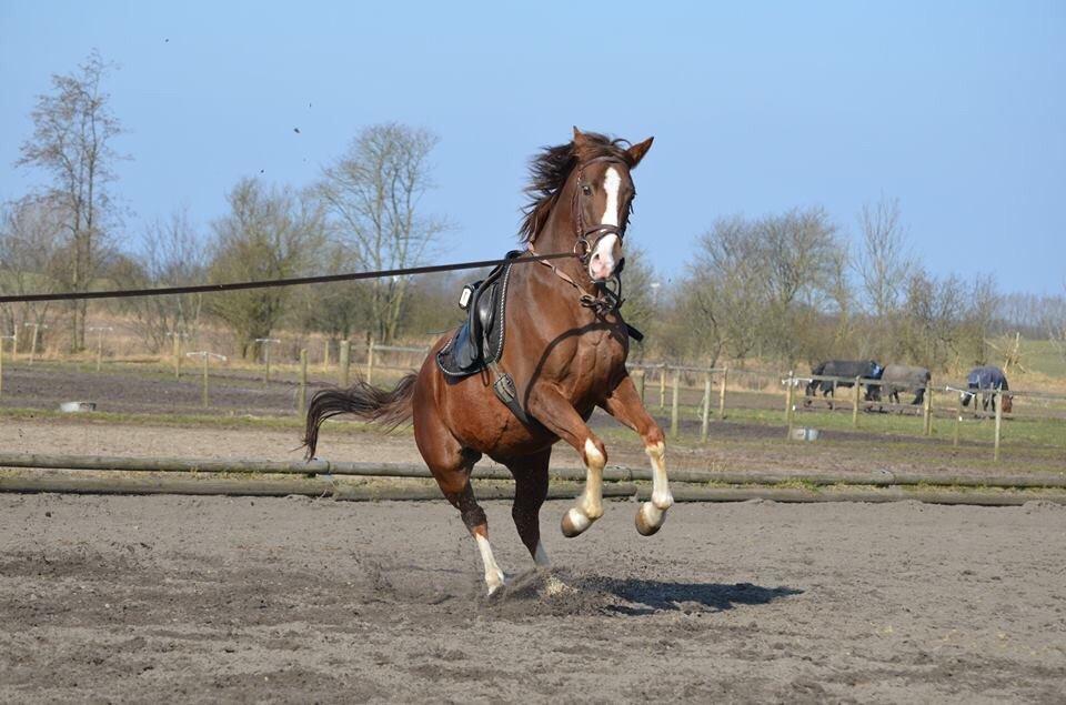 Anden særlig race Storm - Måske var det lige lidt for sjovt? billede 6