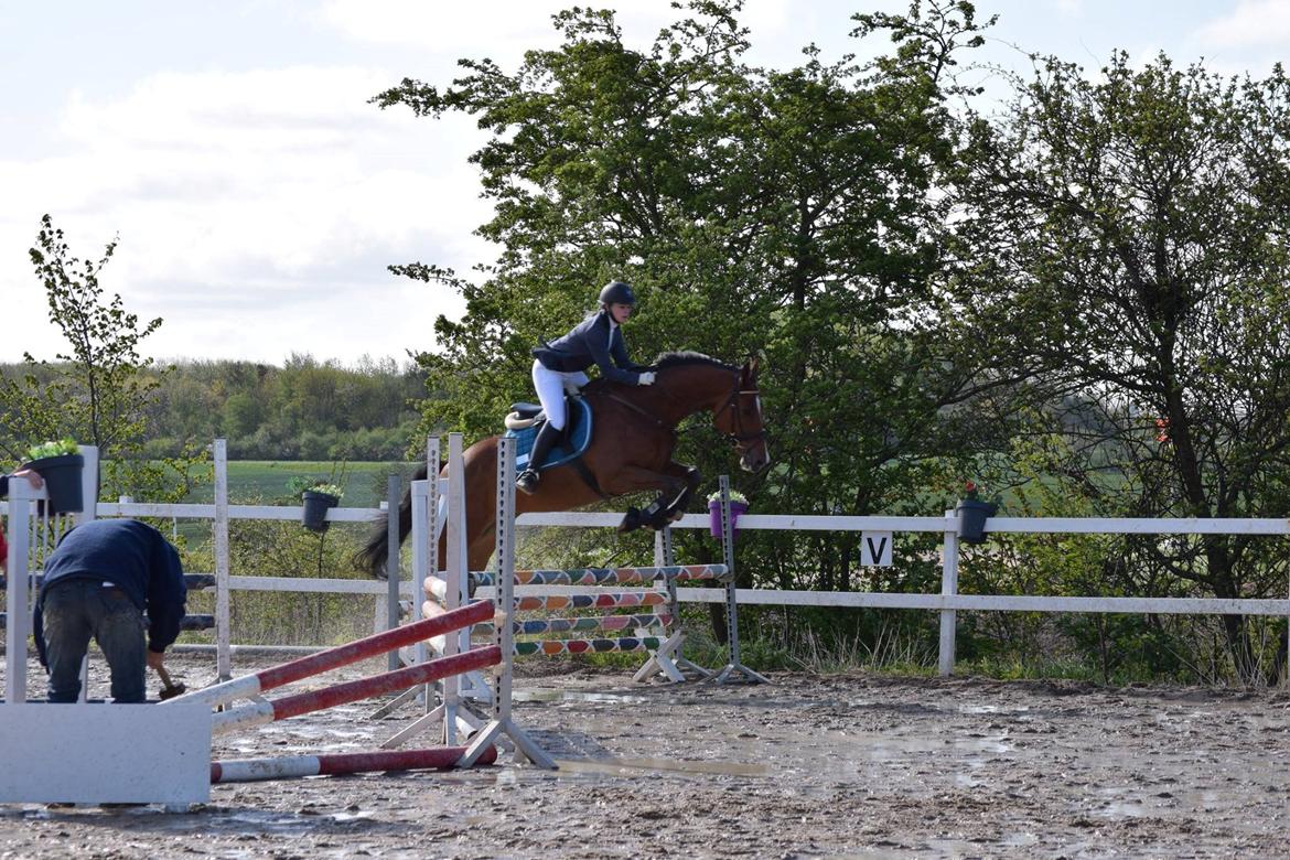 Dansk Varmblod HOLMGÅRDS QUILET billede 9