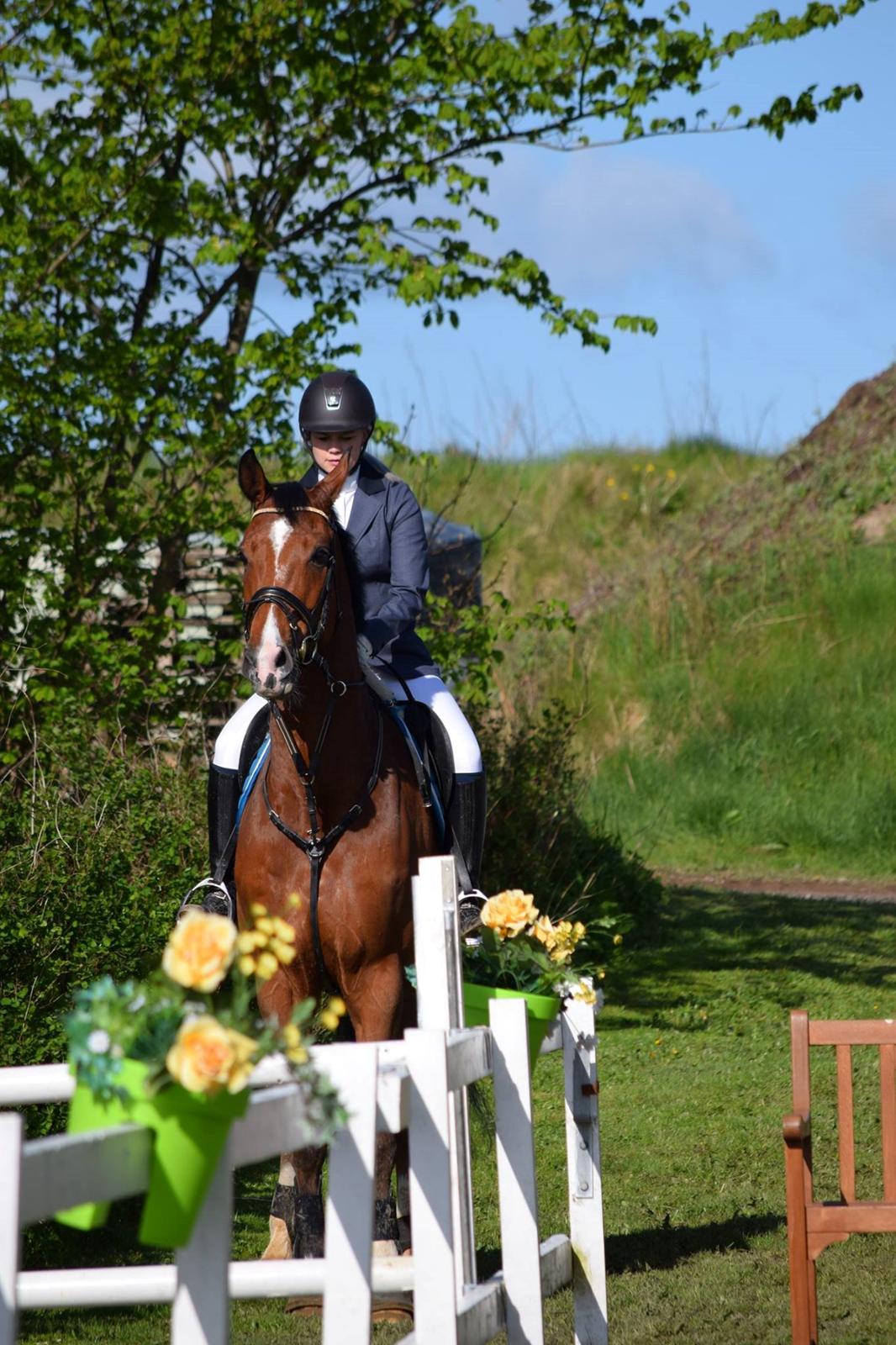 Dansk Varmblod HOLMGÅRDS QUILET billede 2