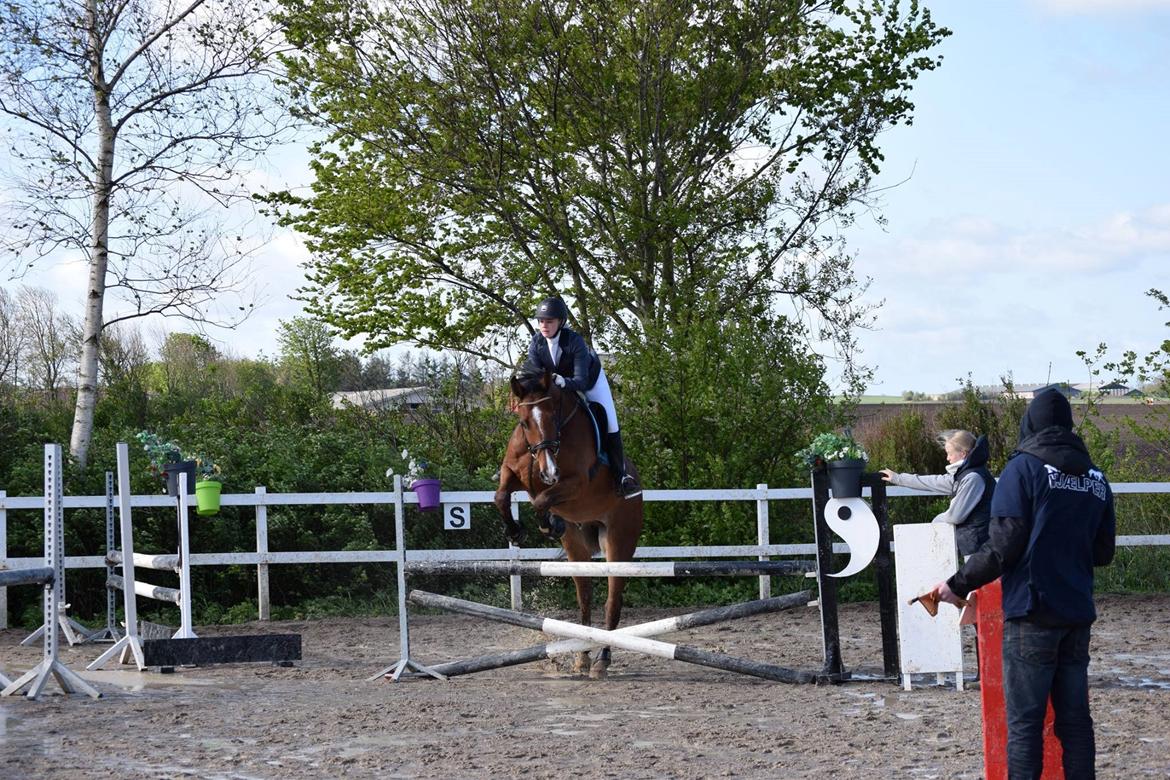 Dansk Varmblod HOLMGÅRDS QUILET billede 11