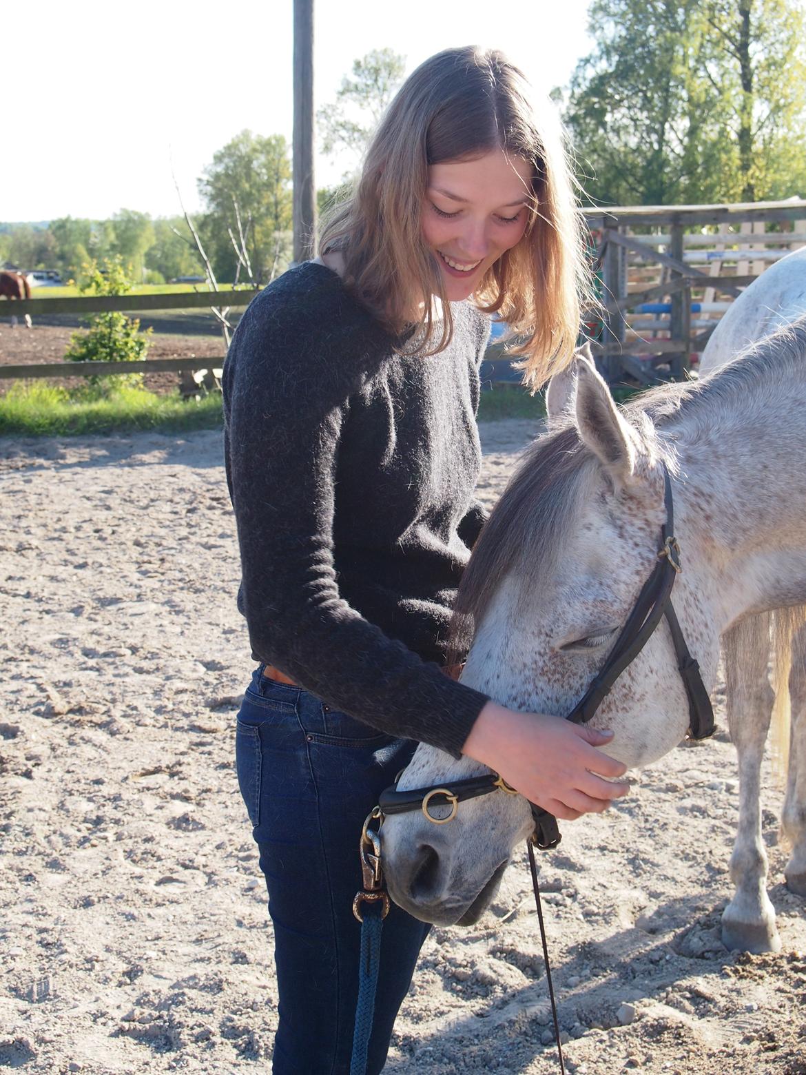 Arabisk fuldblod (OX) Kamal Al Hayat - Det bedste <3 Maj 2015 billede 18