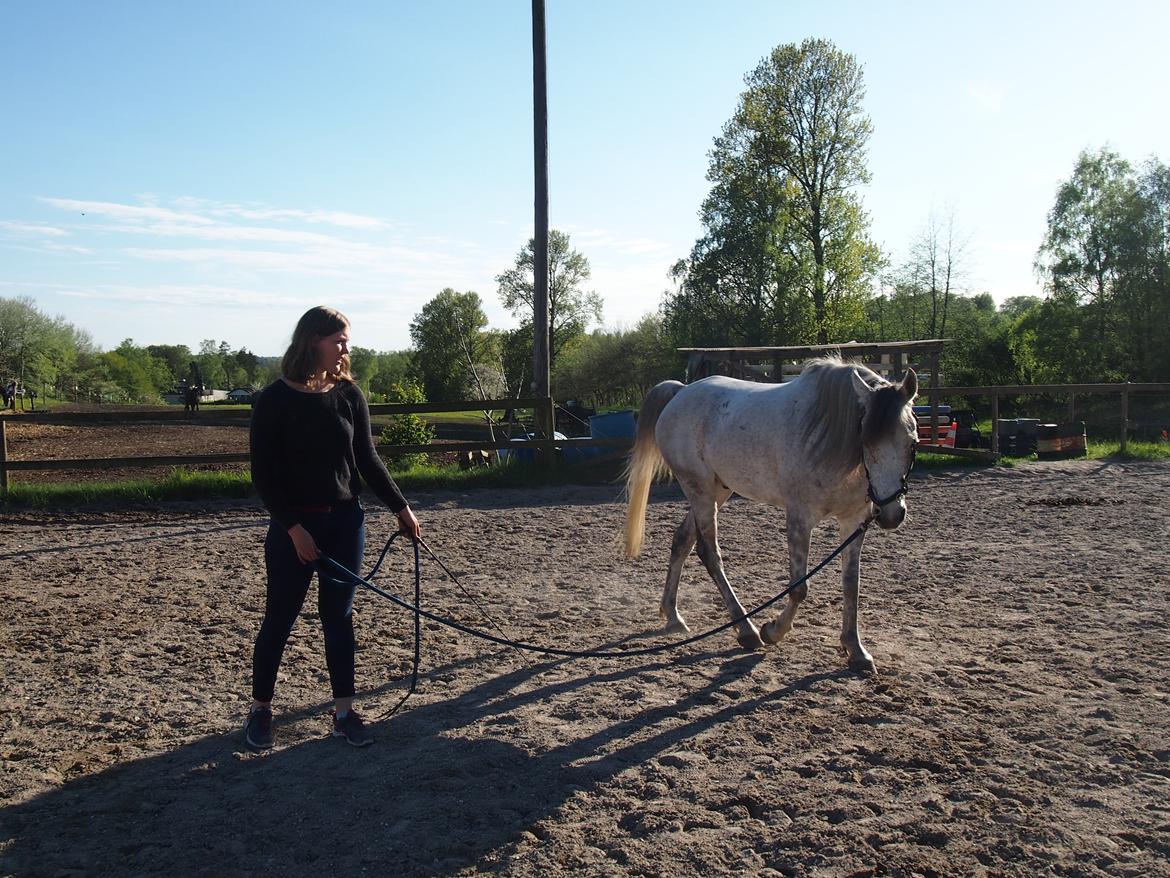 Arabisk fuldblod (OX) Kamal Al Hayat - Longering med en afslappet hest, som selv søger ned, smukt <3 Maj 2015 billede 15