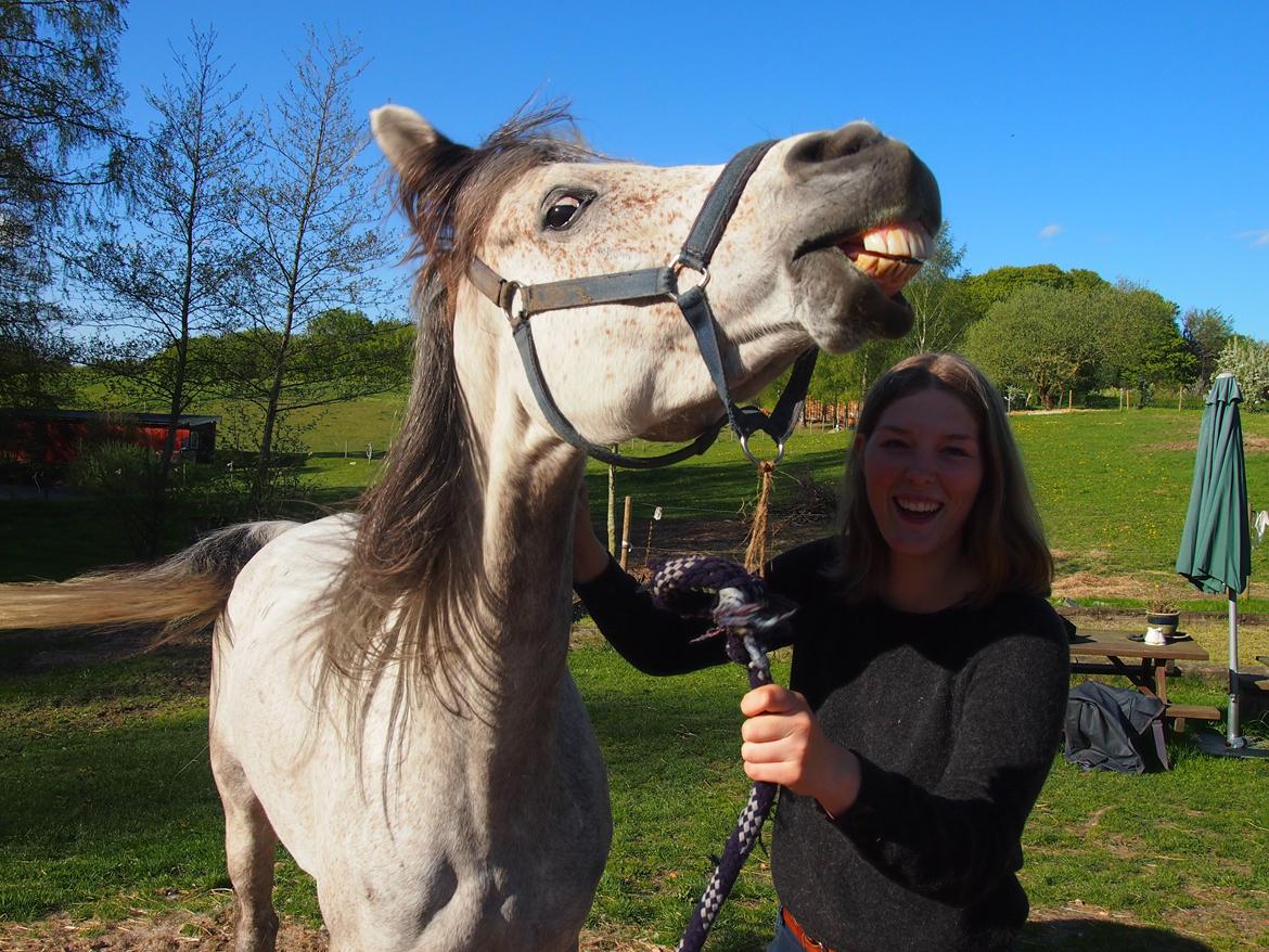 Arabisk fuldblod (OX) Kamal Al Hayat - Øhm.. Kamelen viser sit sande jeg ;) Maj 2015 billede 6