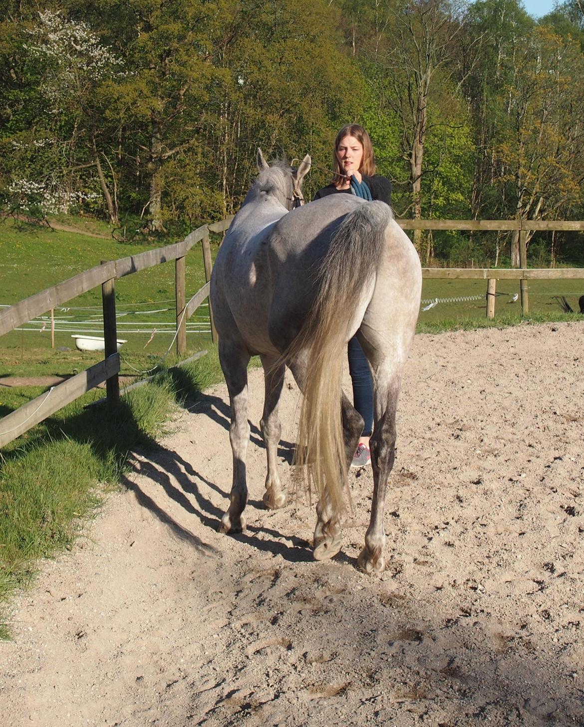 Arabisk fuldblod (OX) Kamal Al Hayat - Traversade fra jorden - Maj 2015 billede 11