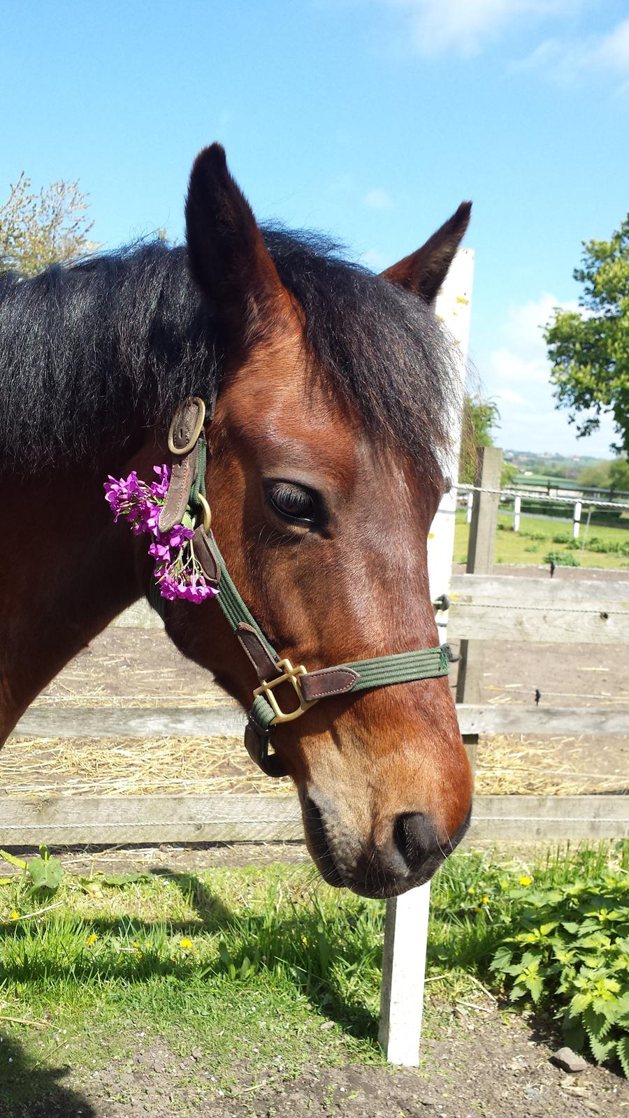 New Forest Baltazar - Foto: mig :) (2015) billede 18