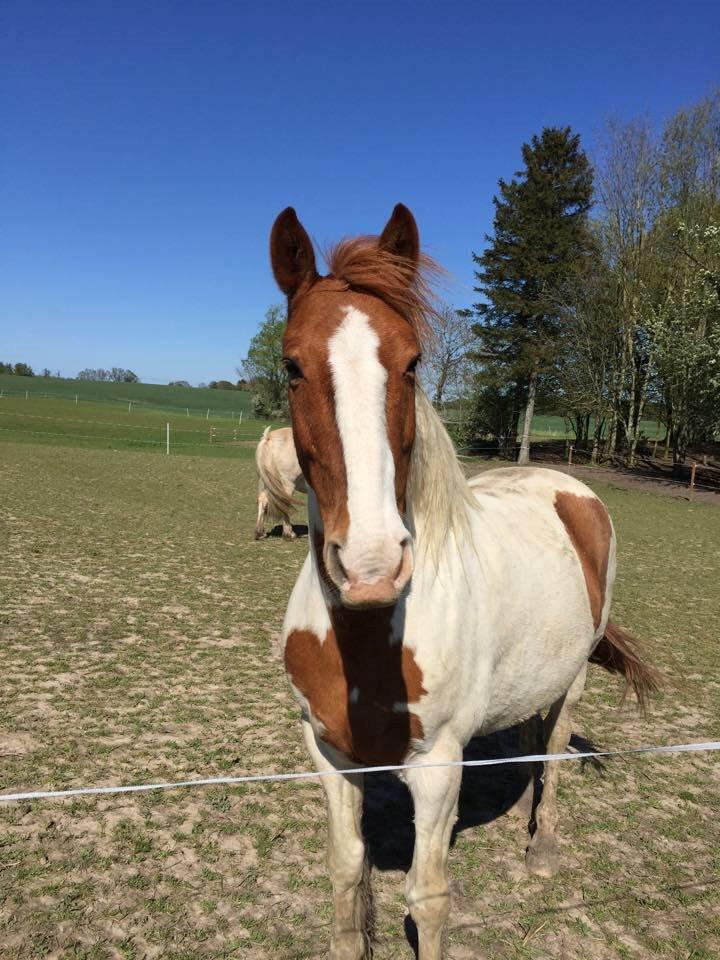 Anden særlig race Ramon (Monse) billede 3