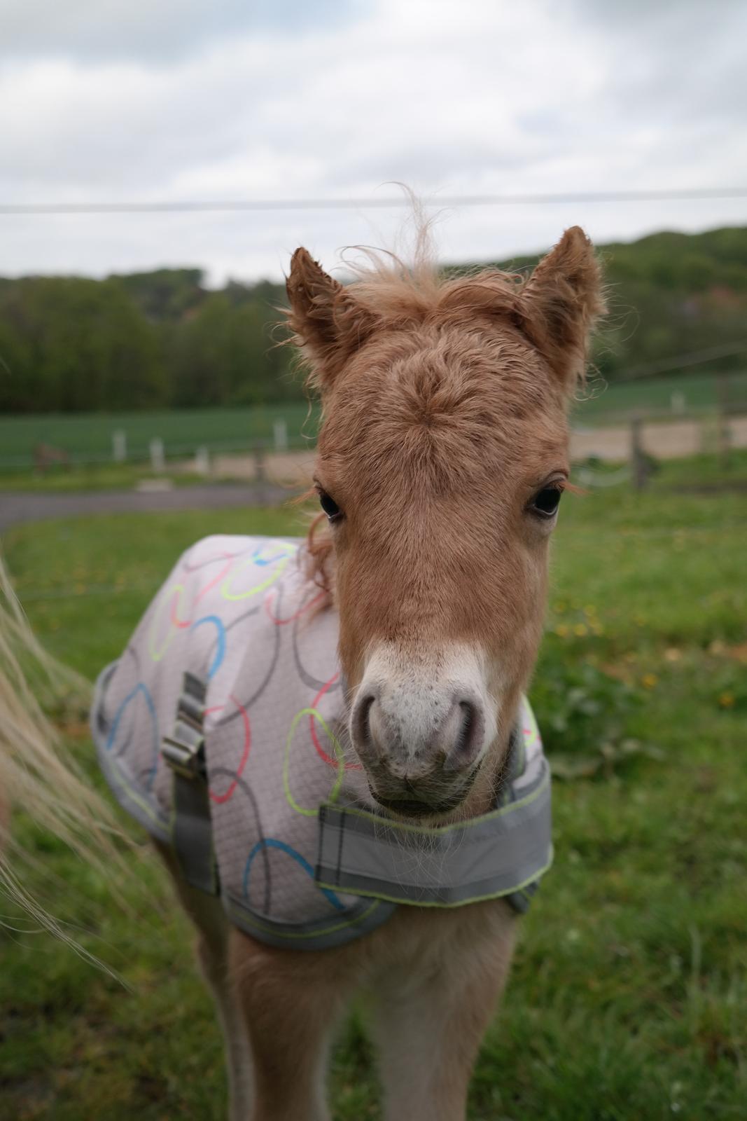 Anden særlig race Kildens Turbo Tim *mikrohest* billede 29