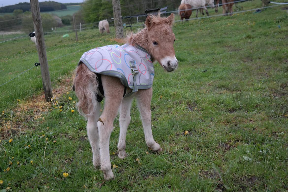 Anden særlig race Kildens Turbo Tim *mikrohest* billede 33