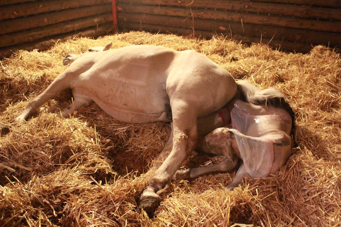 Fjordhest Lamhaves Casjo Sejr - Lillemanden er lige kommet til verden. billede 7
