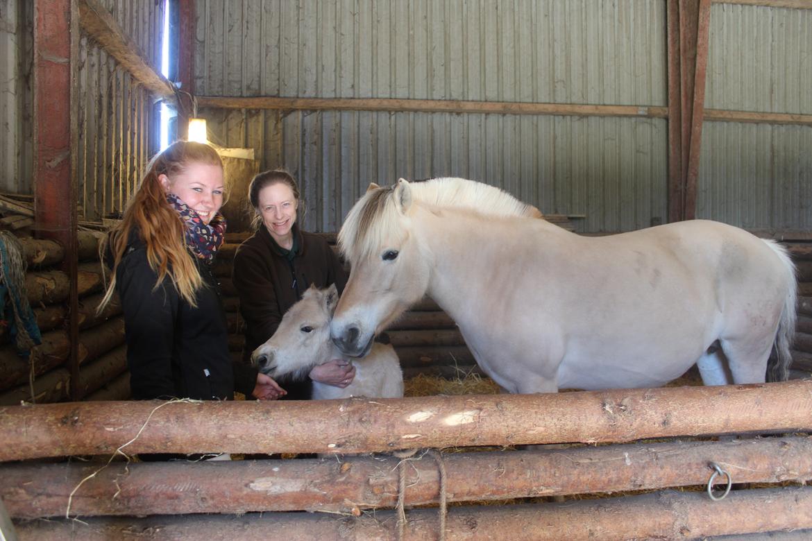 Fjordhest Lamhaves Casjo Sejr - Første dyrlægebesøg, bare nogle timer gammel. billede 9