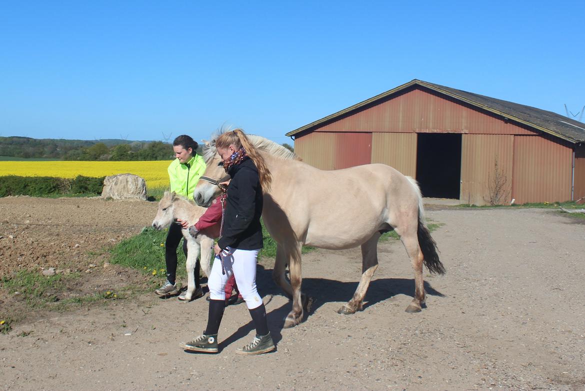 Fjordhest Lamhaves Casjo Sejr - Første tur ud i den nye verden, som var lidt farligt, så lidt hjælp skulle der til. billede 10