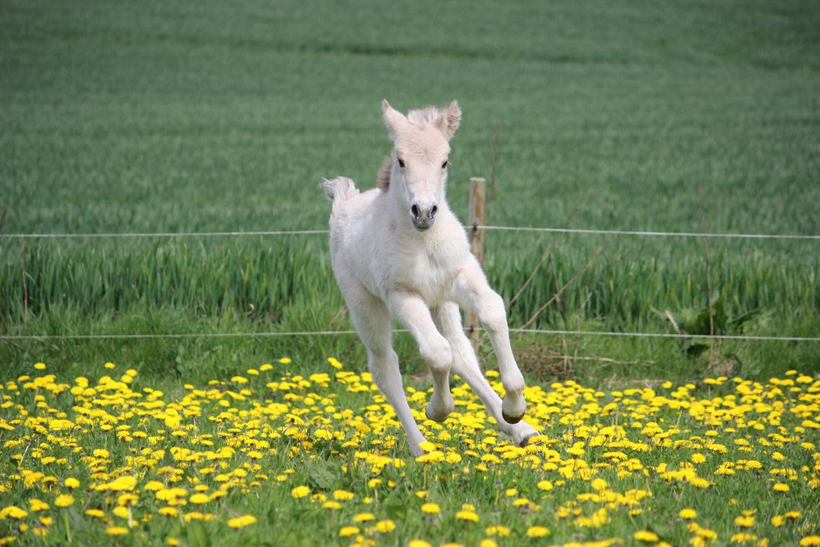 Fjordhest Lamhaves Casjo Sejr - Galop og glade dage. billede 12