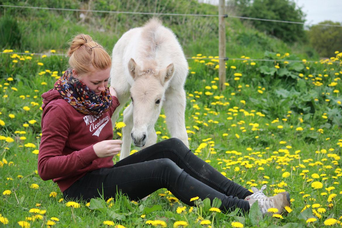 Fjordhest Lamhaves Casjo Sejr - En blomst fra mig til dig, Casjo. billede 16