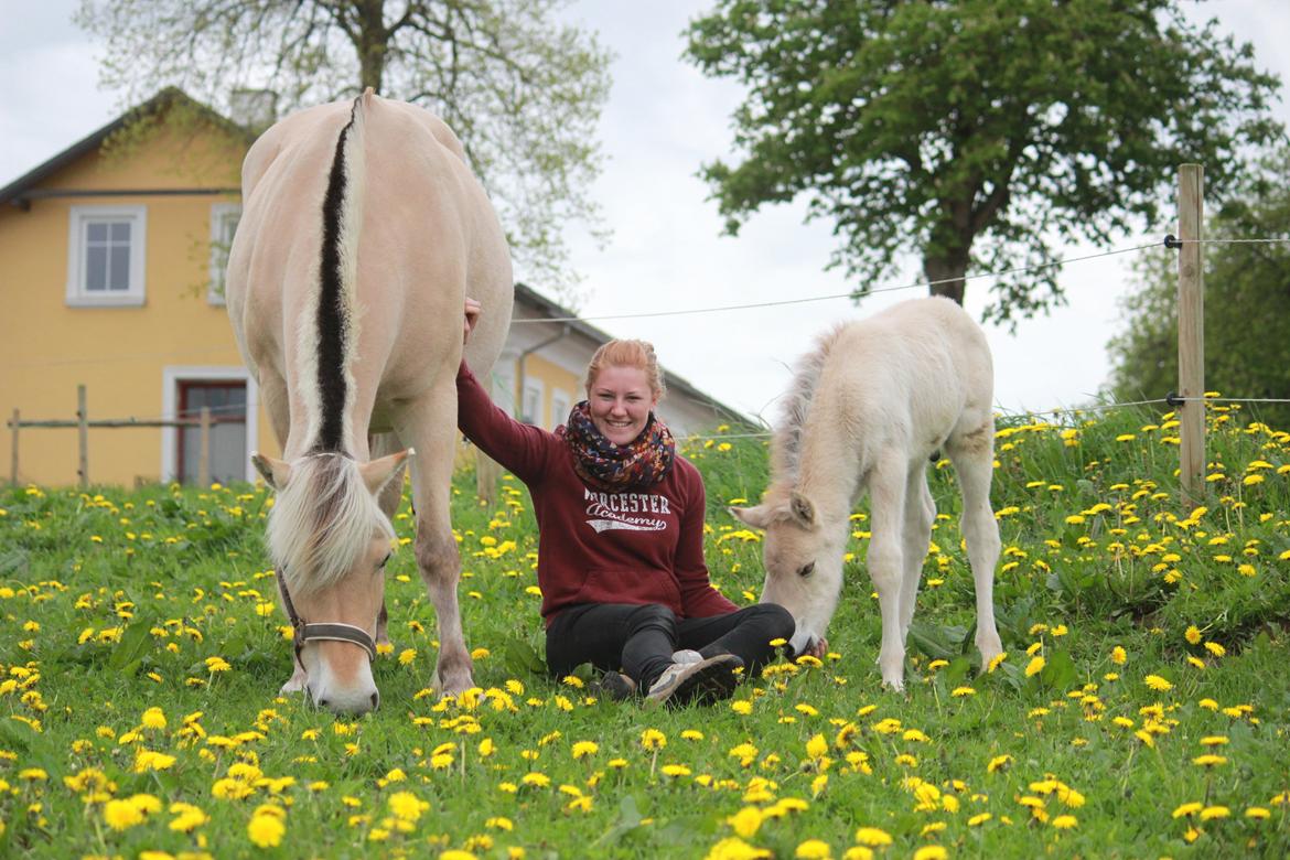 Fjordhest Lamhaves Casjo Sejr - Mine to, de bedste - Freja og Casjo Sejr <3 billede 18