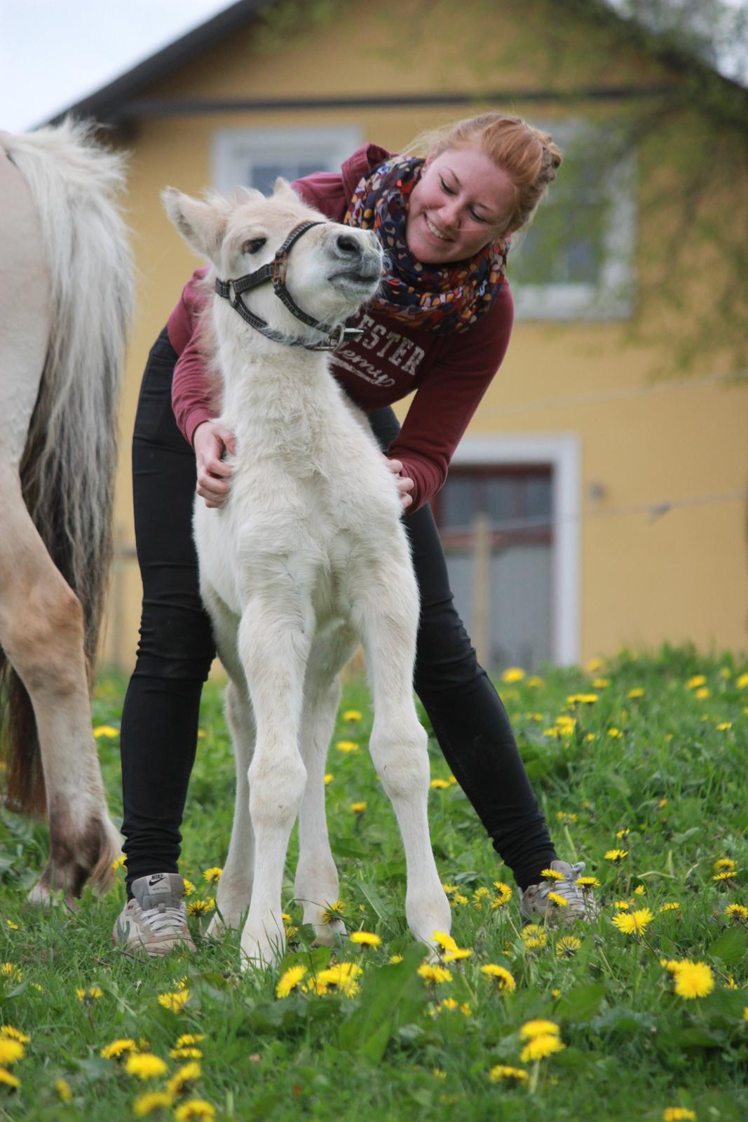 Fjordhest Lamhaves Casjo Sejr - <3 billede 19