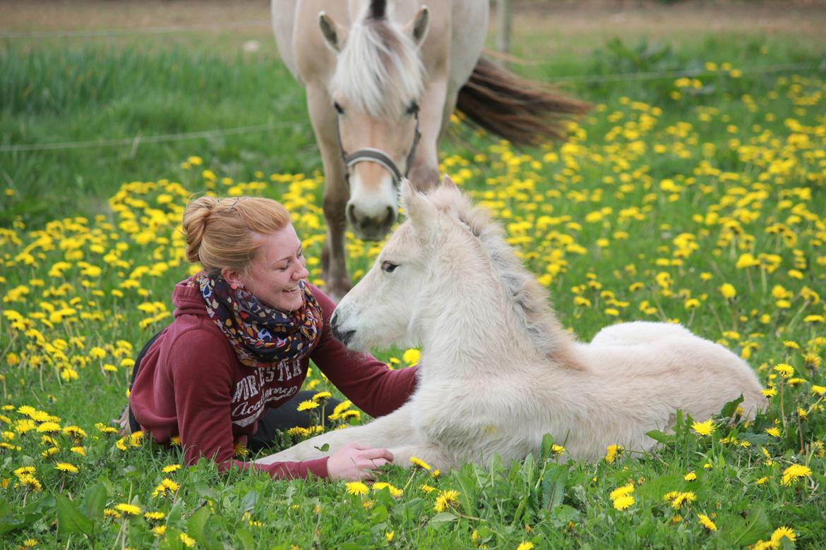 Fjordhest Lamhaves Casjo Sejr - Casjo 2 dage gammel, vi nyder det gode vejr på folden. billede 6
