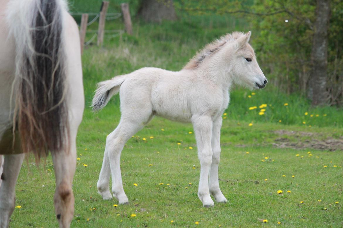 Fjordhest Lamhaves Casjo Sejr - Lamhaves Casjo Sejr - i fuld i figur! billede 20