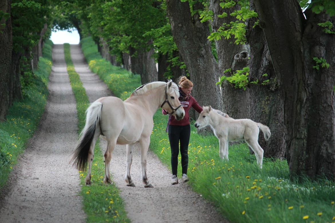 Fjordhest Lamhaves Casjo Sejr - Første gåtur på alleen. billede 14