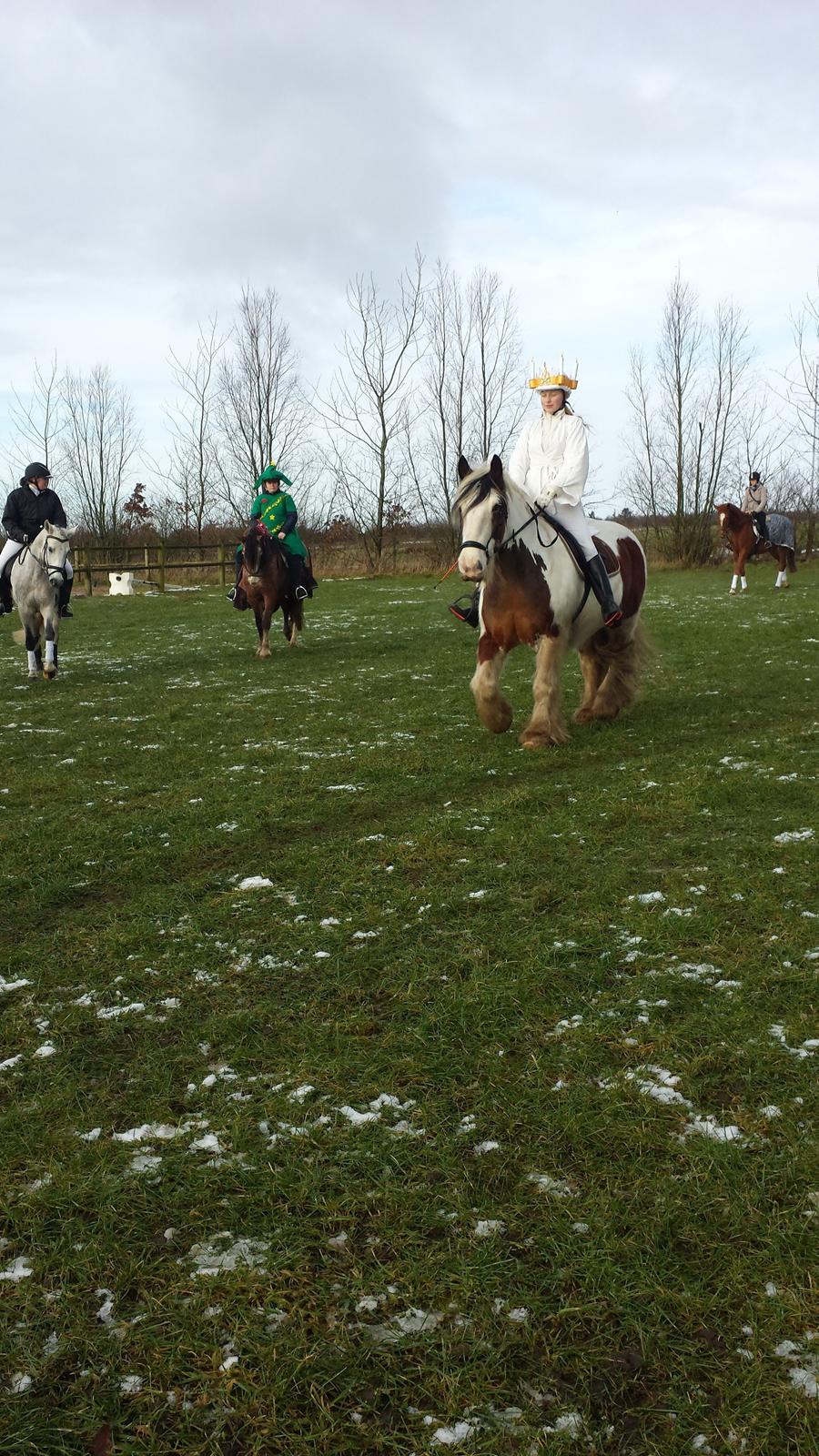 Irish Cob Kenzo's Lacrosse AKA Krølle billede 11