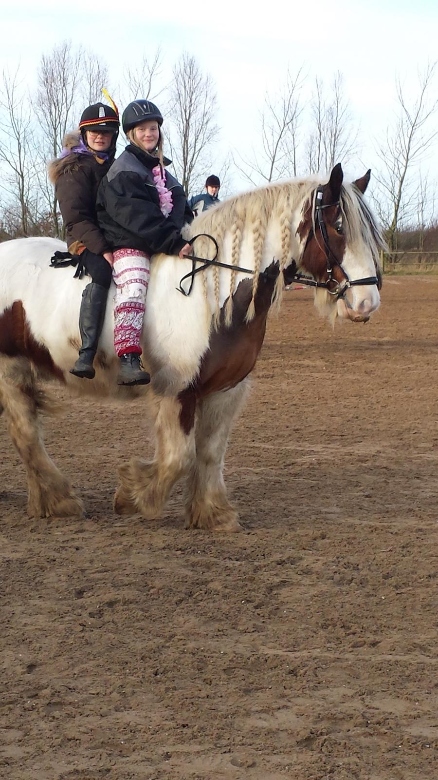 Irish Cob Kenzo's Lacrosse AKA Krølle billede 14