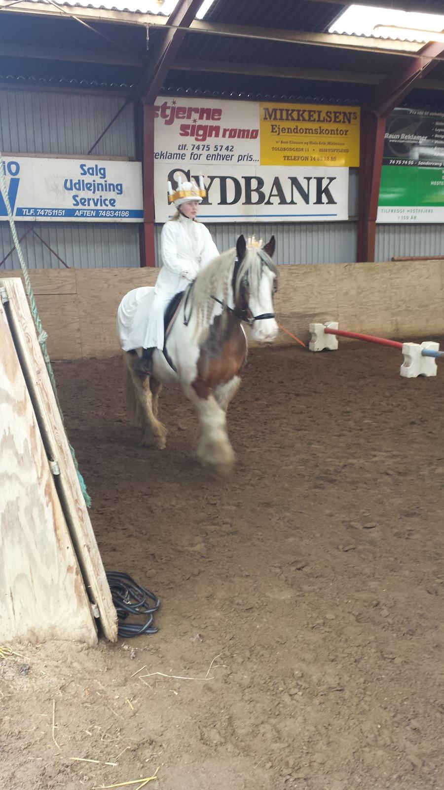 Irish Cob Kenzo's Lacrosse AKA Krølle billede 13