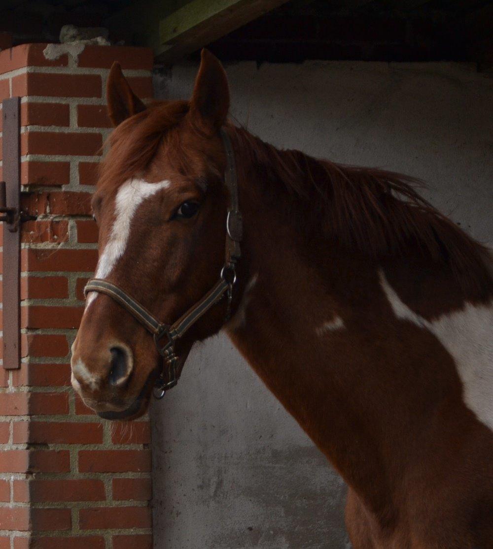 Pinto Hedens maki [HIMELHEST] billede 8