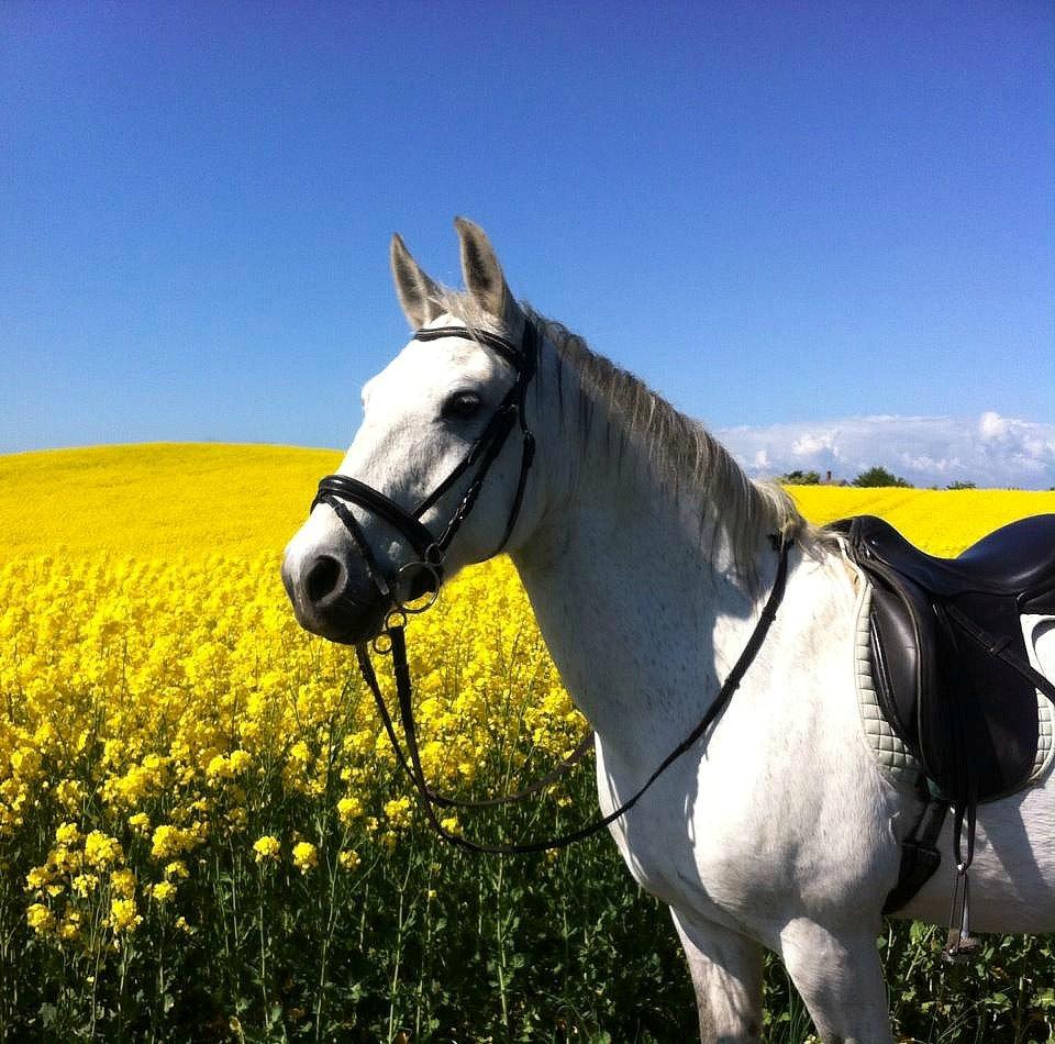 Connemara Sebastian Holmegård - Den hvide skønhed ved rapsmarken <3 14-05-2015 billede 2