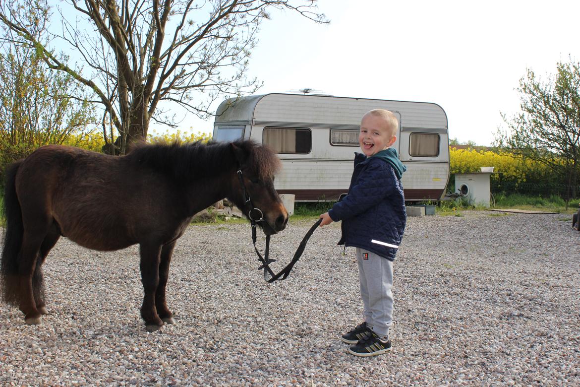 Anden særlig race Tobisen - D 14/05-15 Ja gæt hvis pony han er.. :D billede 3