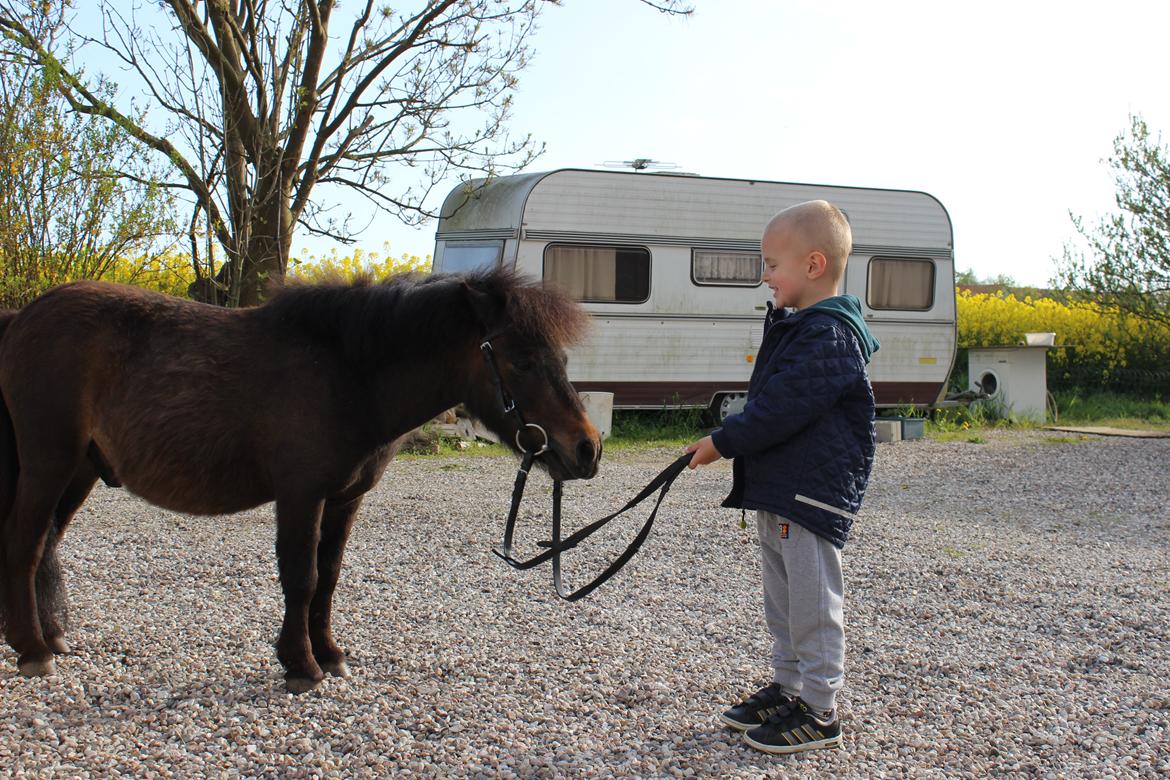 Anden særlig race Tobisen - D 14/05-15 Ja gæt hvis pony han er.. :D billede 5