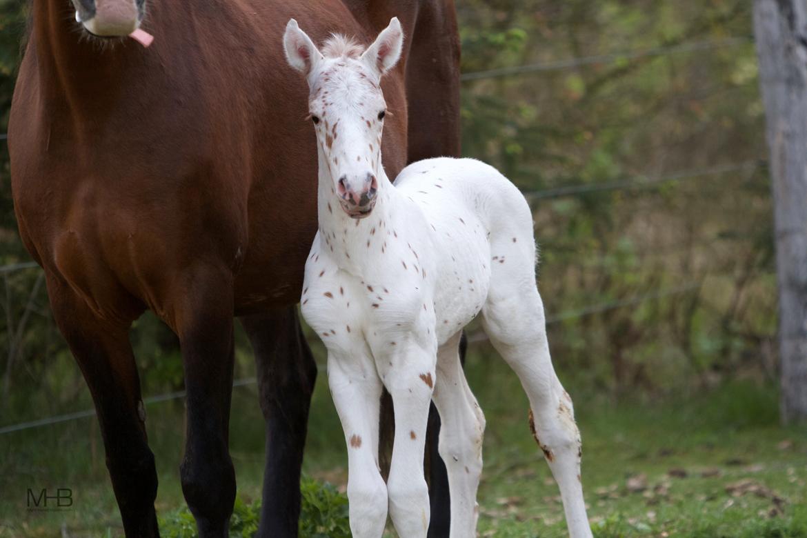 Knabstrupper Kragheredens Free Spirit billede 1