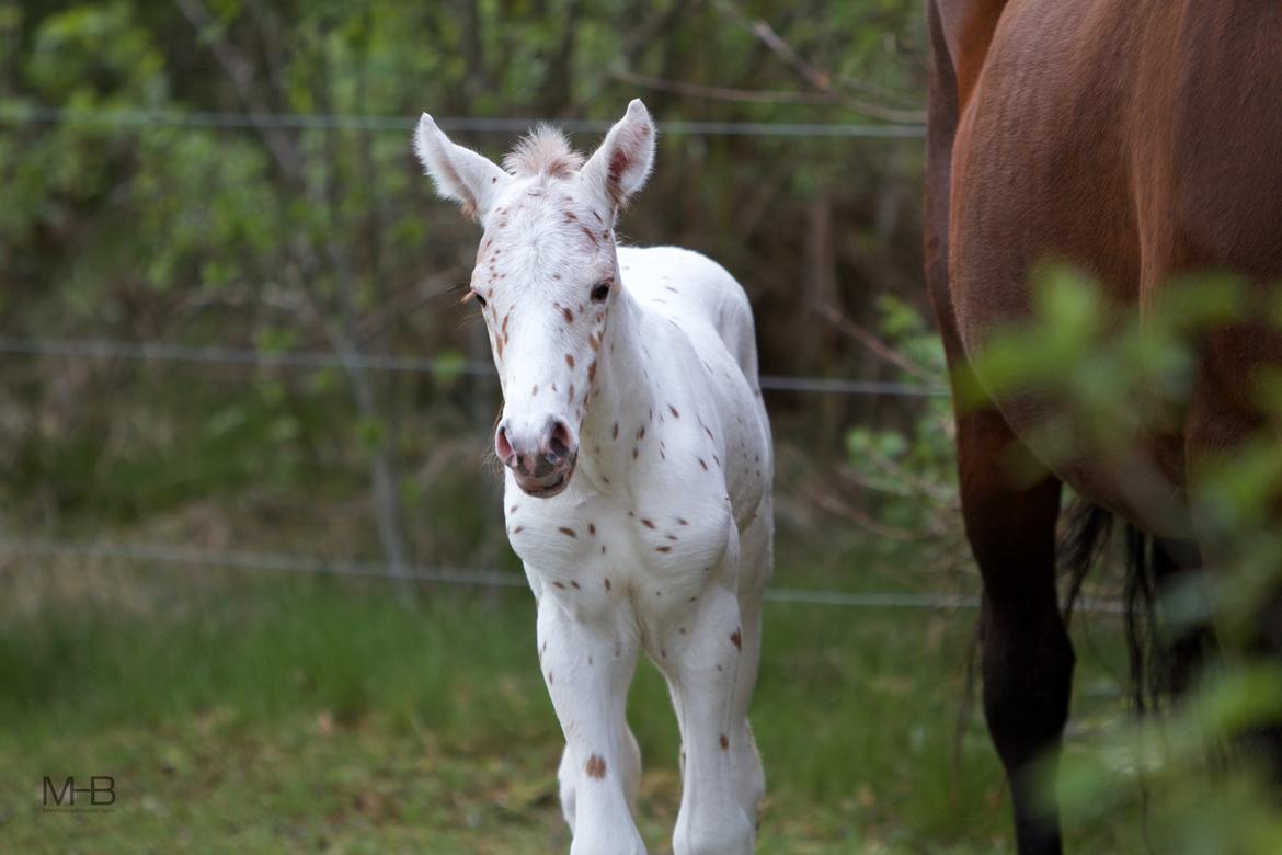 Knabstrupper Kragheredens Free Spirit billede 3