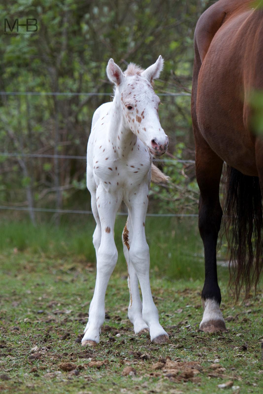 Knabstrupper Kragheredens Free Spirit billede 4