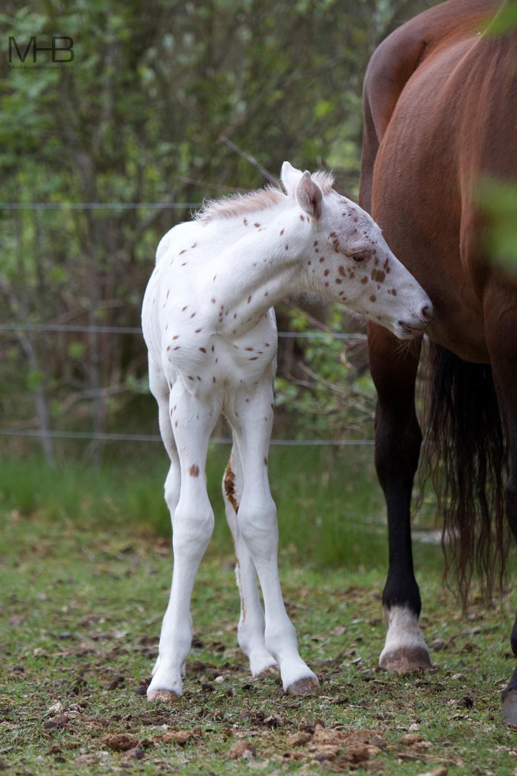 Knabstrupper Kragheredens Free Spirit billede 5