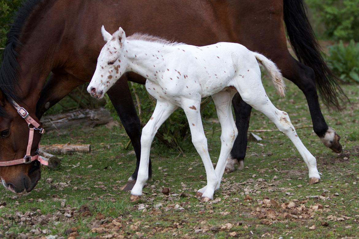 Knabstrupper Kragheredens Free Spirit billede 2