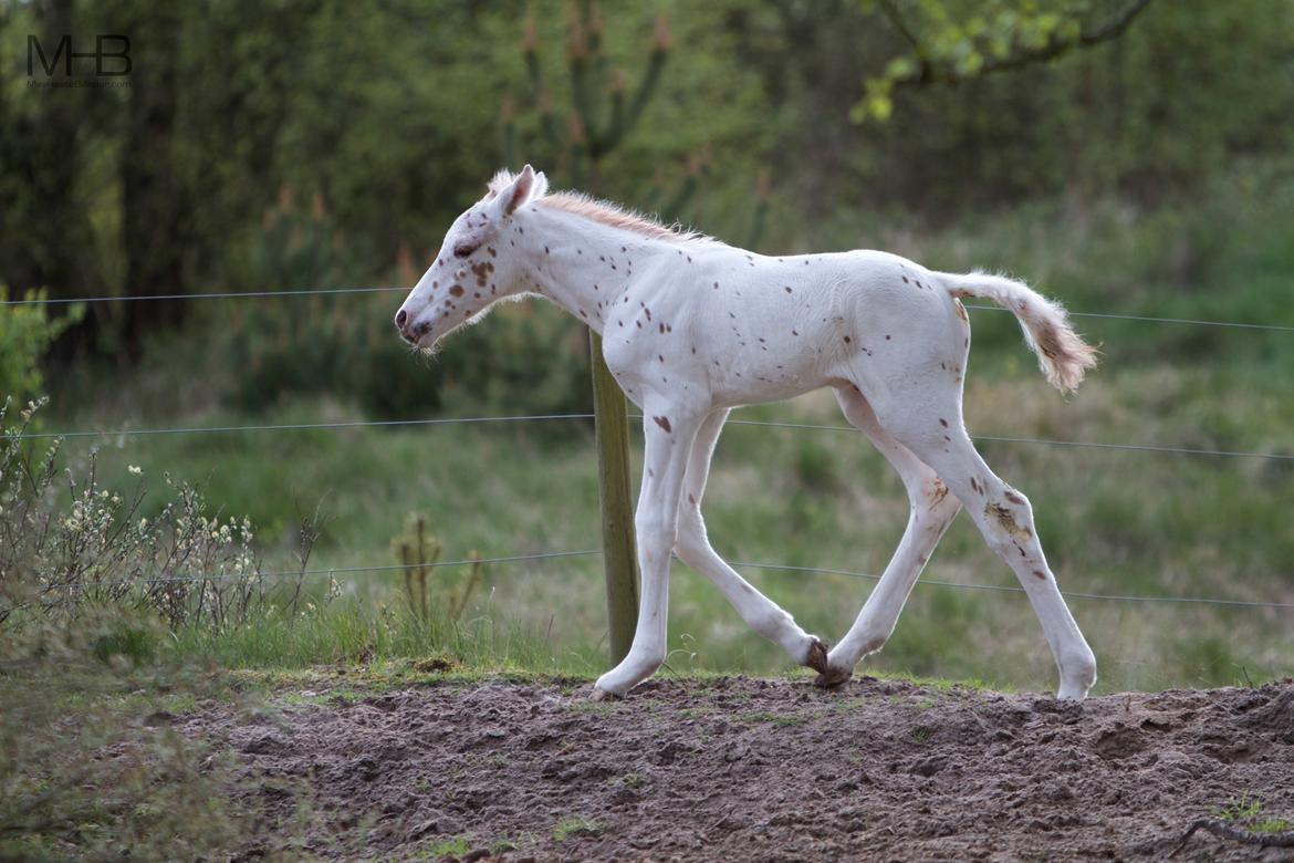 Knabstrupper Kragheredens Free Spirit billede 7