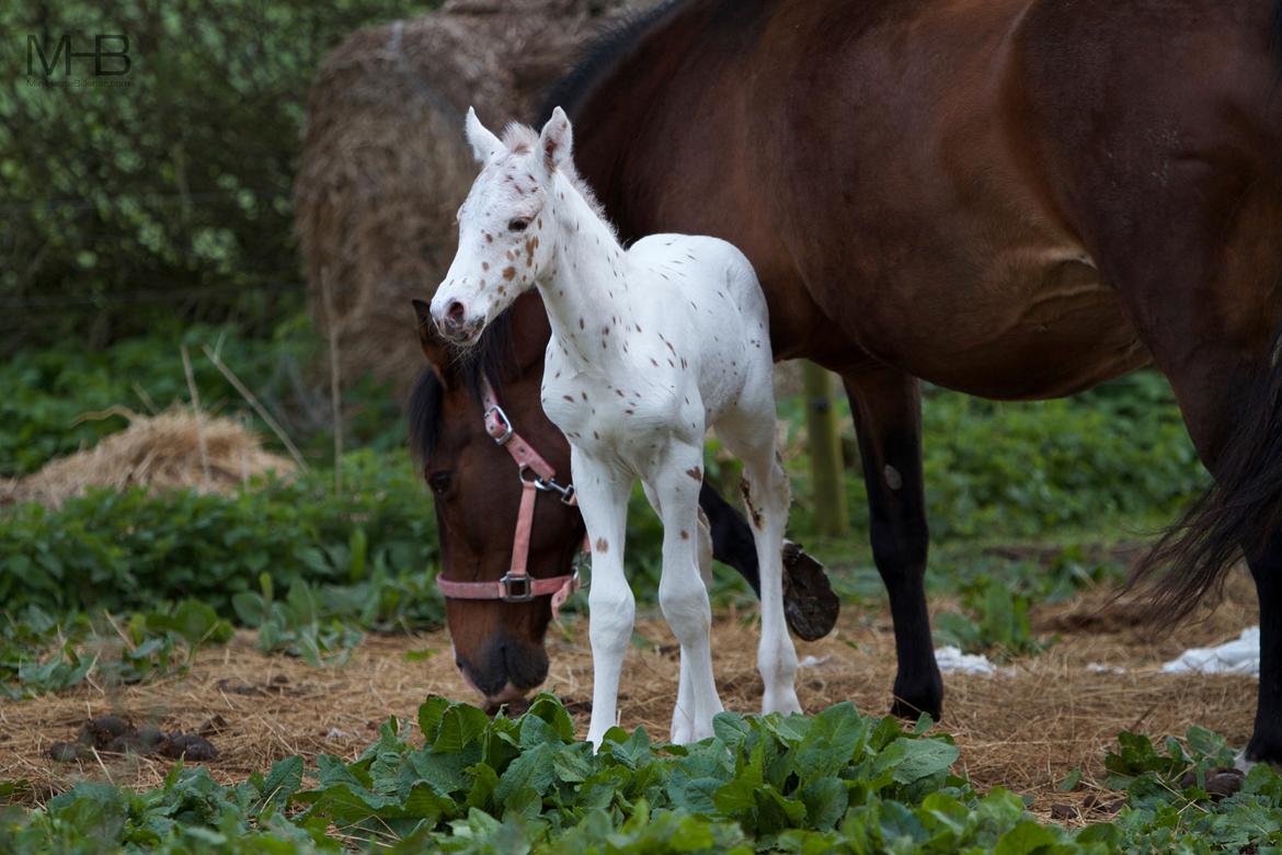 Knabstrupper Kragheredens Free Spirit billede 6