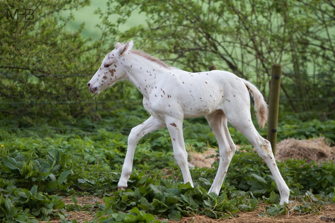 Knabstrupper Kragheredens Free Spirit billede 8