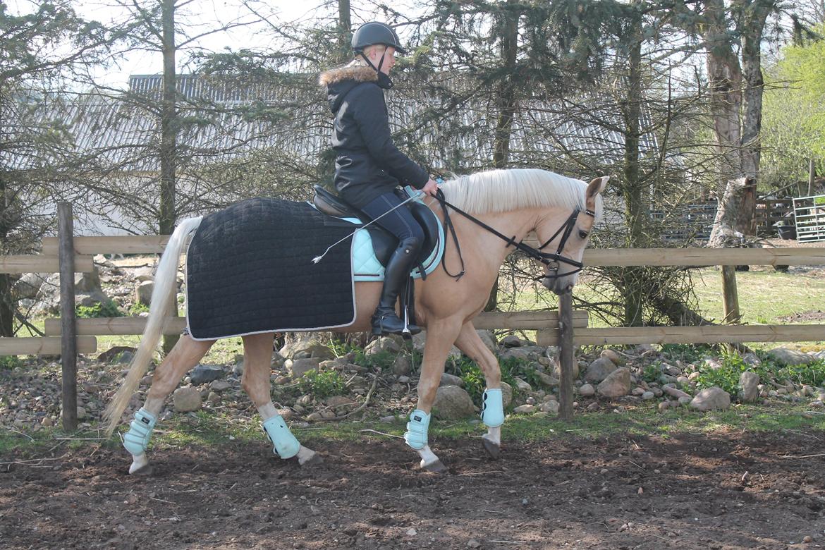 Anden særlig race FREDENS SHEER SILK - Dressurtræning <3 billede 8