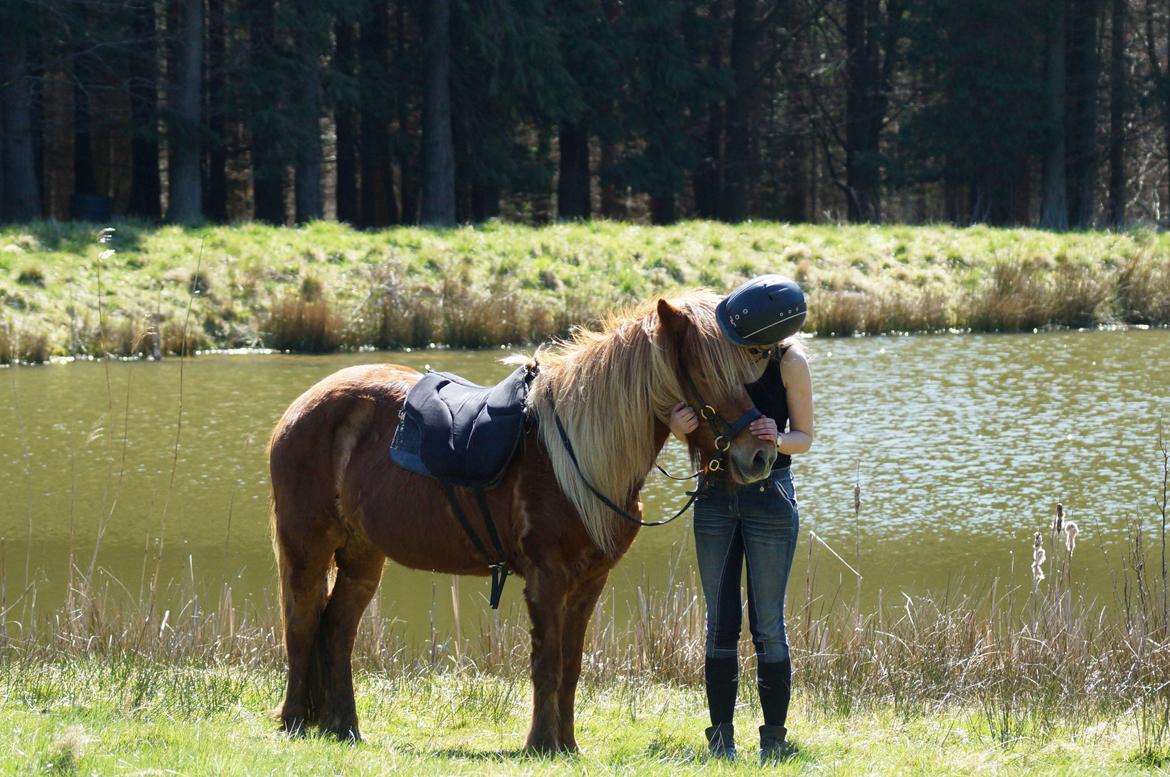 Islænder Halla fra Skovbogård - April 2015 billede 3