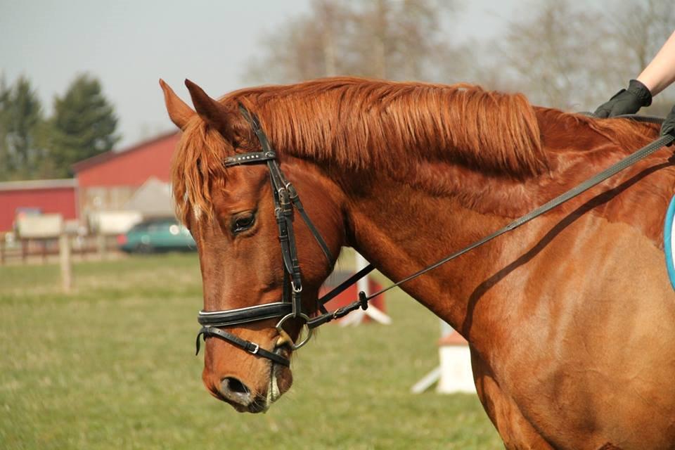 Anden særlig race Fiskegaardens Asterix - Til udendørs terræntræning hos ISR, 11. april 2015. billede 17
