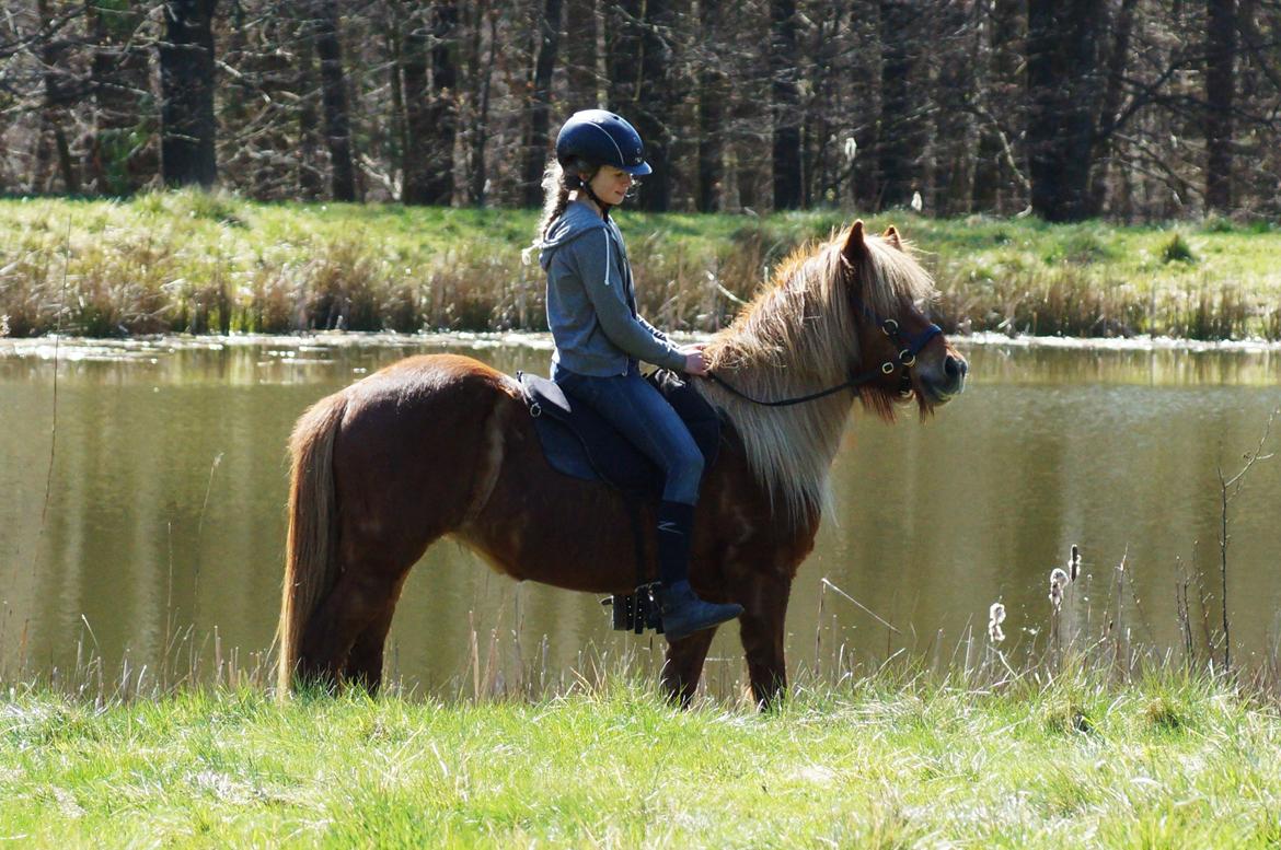 Islænder Halla fra Skovbogård - April 2015 billede 1